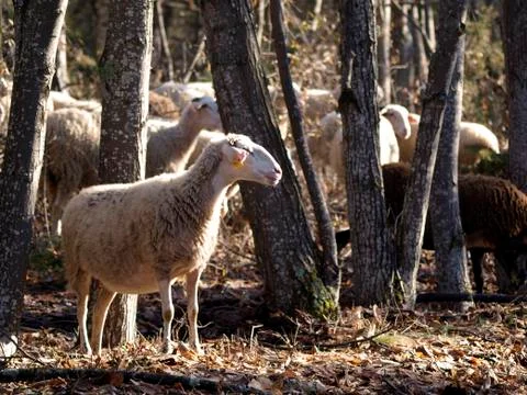Forest Sheep Fotos de archivo