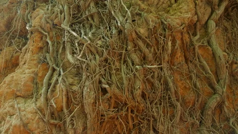 In the forest on a sheer surface of the earth is a dense network of roots Stock-Footage 104071435