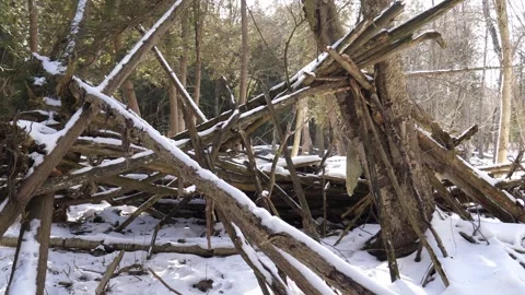 Forest shelter Stock Footage 152668600