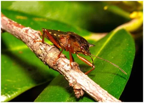 Forest shield bug Stock Photos