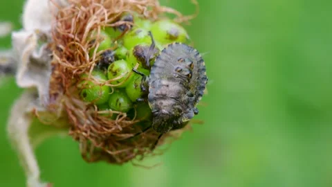 Forest Shieldbug or Red-legged Shieldbug Nymph, Pentatoma rufipes Stock Footage 156308452