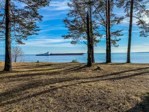 Forest on the shore Stock Photos