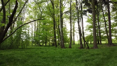 Forest shot from a drone, low above the grass 動画素材 154881018