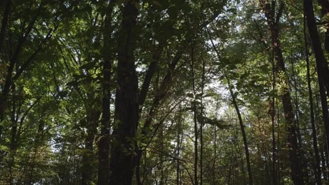 Forest shot static with sun light 库存影片 289353227