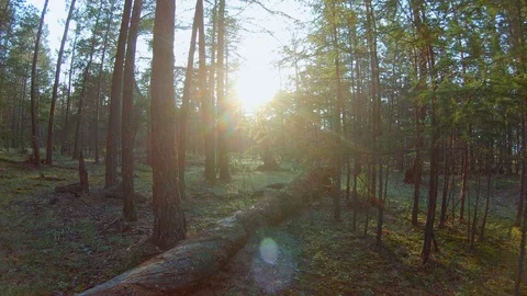 Forest shot at sunset Stock Footage 111431715