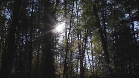 Forest shot with sunstar and focus play, golden hour, Quebec, Canada, Trees Vídeo Stock 289352296