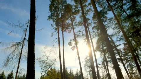 Forest Shot With A Tower Blue Sky And Sun Stock Footage 162836166