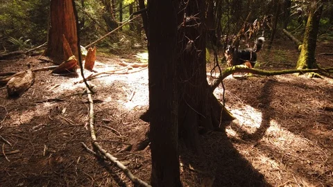 Forest shots Video stock 110698727