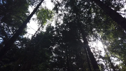 Forest shots Video stock 110698729