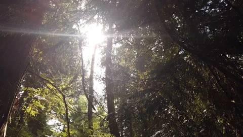 Forest shots Video stock 110698730