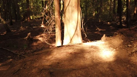 Forest shots Video stock 110698733