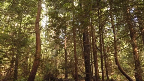 Forest shots Video stock 110698750