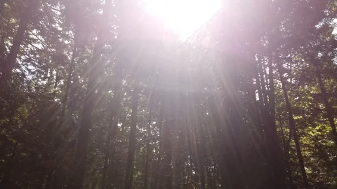 Forest shots Video stock 110698752