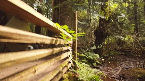 Forest shots Video stock 110698773