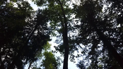 Forest shots Video stock 110698782