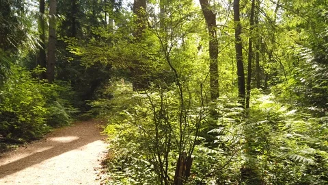 Forest shots Video stock 110698797