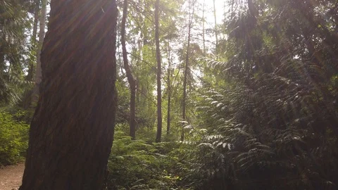 Forest shots Video stock 110698803