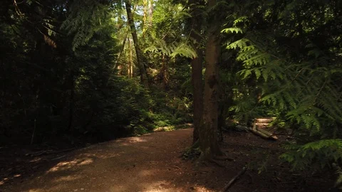 Forest shots Video stock 110698804