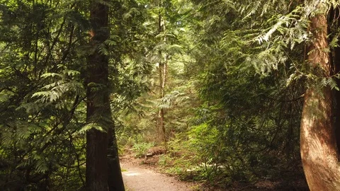 Forest shots Video stock 110698821