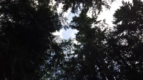 Forest shots Video stock 110698823