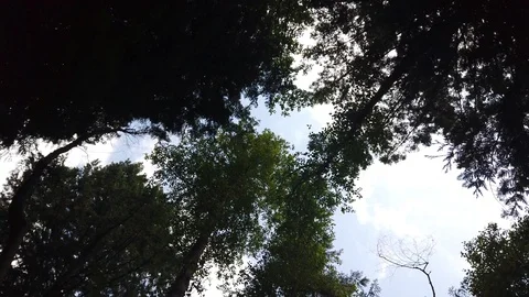 Forest shots Video stock 110698830