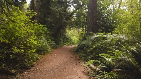 Forest shots Video stock 110698852