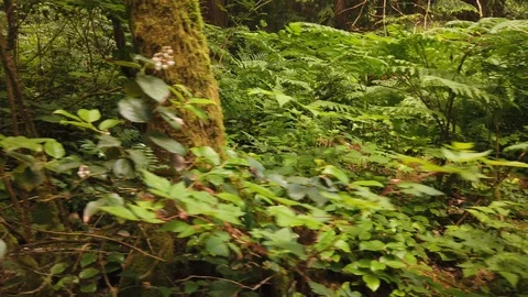 Forest shots Video stock 110698877