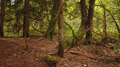 Forest shots Video stock 110698902