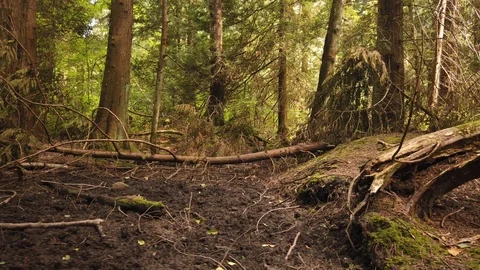 Forest shots Video stock 110698904