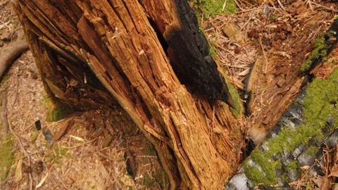 Forest shots Video stock 110698906