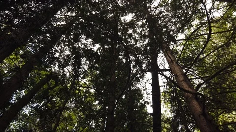 Forest shots Video stock 110698937