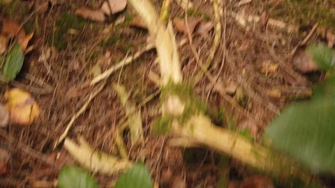 Forest shots Video stock 110698940