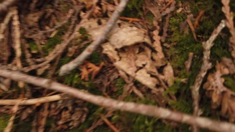 Forest shots Video stock 110698945