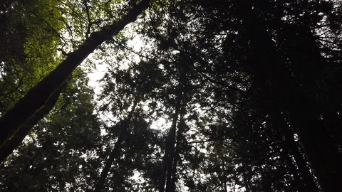 Forest shots Video stock 110698946