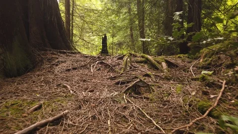 Forest shots Video stock 110698991