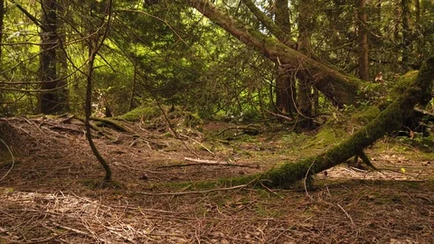 Forest shots Video stock 110699011