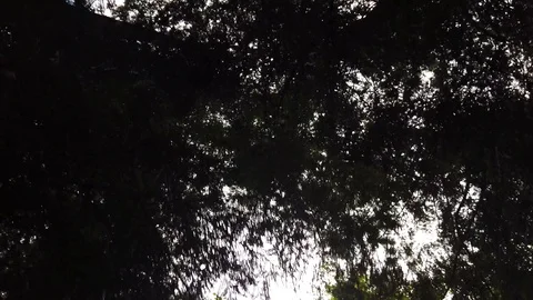 Forest shots Video stock 110699035