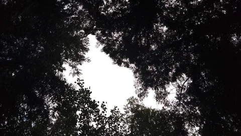 Forest shots Video stock 110699063