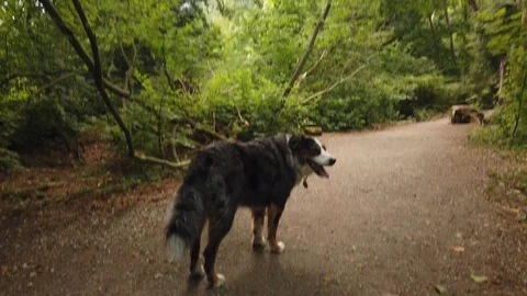 Forest shots Video stock 110699074