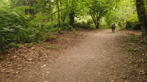 Forest shots Video stock 110699077