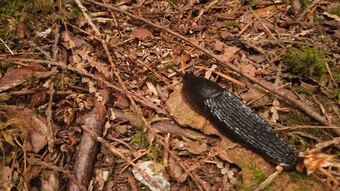 Forest shots Video stock 110699092