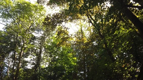 Forest shots Video stock 110699100