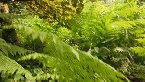 Forest shots Video stock 110699108