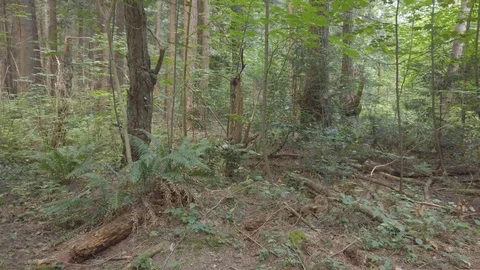 Forest shots Video stock 110699109