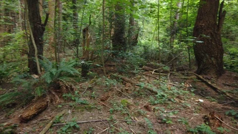 Forest shots Video stock 110699112