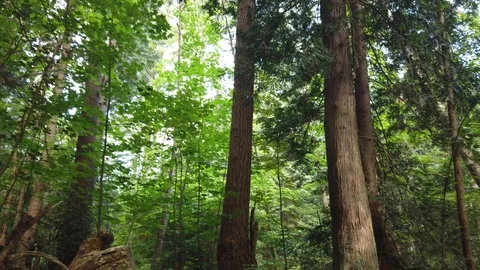 Forest shots Video stock 110699132