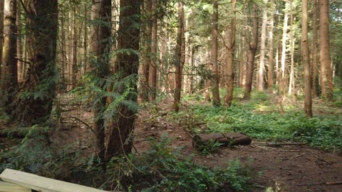 Forest shots Video stock 110699146