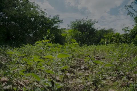 Forest shrubs in low angle Stock Photos