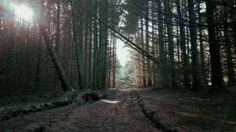 Forest shutterstock2 Stock Footage 219873119