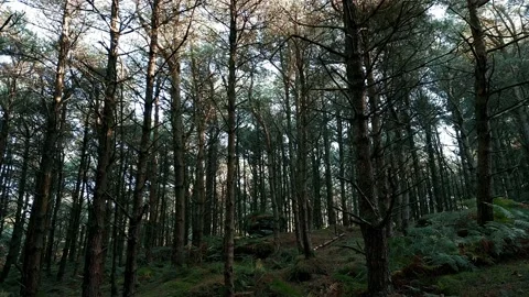 Forest shutterstock3 Stock Footage 219873104